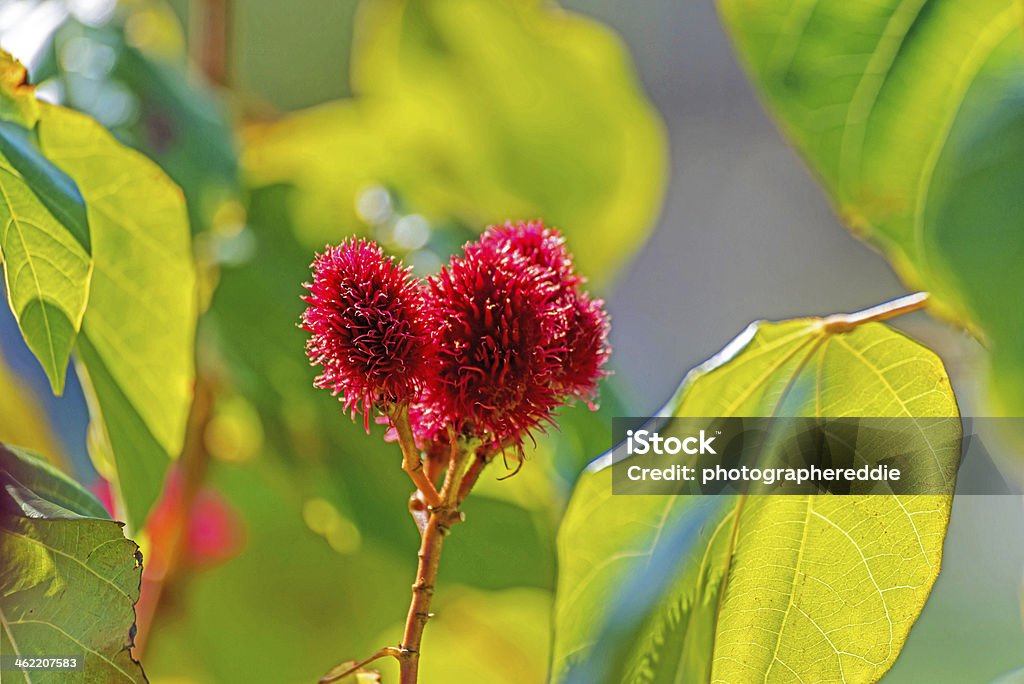 Árbol de lápiz labial rojo - Foto de stock de Achiote libre de derechos