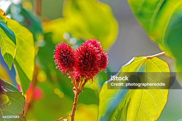 Árbol De Lápiz Labial Rojo Foto de stock y más banco de imágenes de Achiote - Achiote, Aderezo, Aire libre