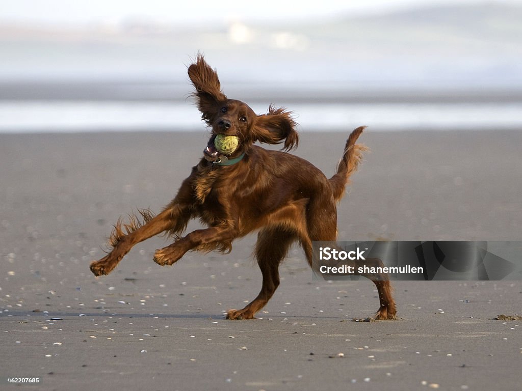 Irish Red Setter Irish Red Setter playing on the beach with tennis ball in its mouth Animal Stock Photo