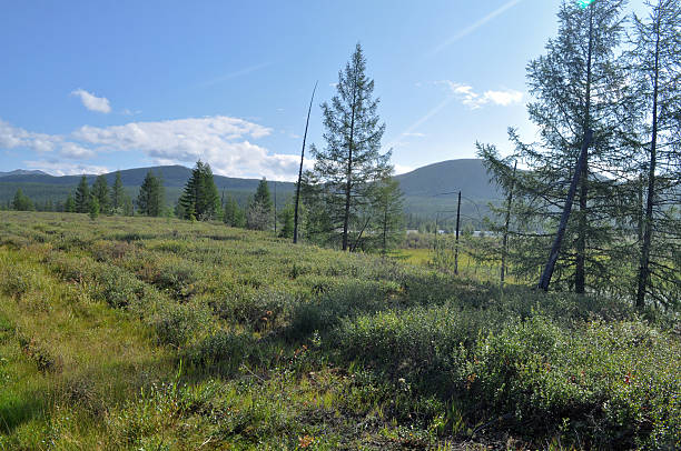 istock Landscape Yakutian tundra 462209001