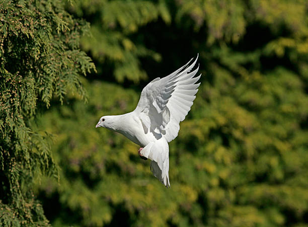istock Domestic pigeon,  Columba livia 462209105