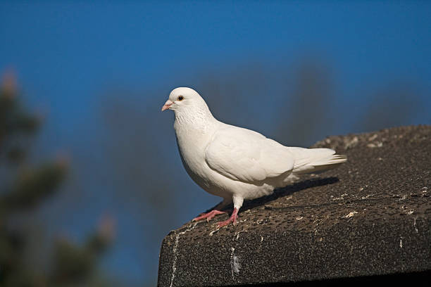 istock Domestic pigeon,  Columba livia 462209107