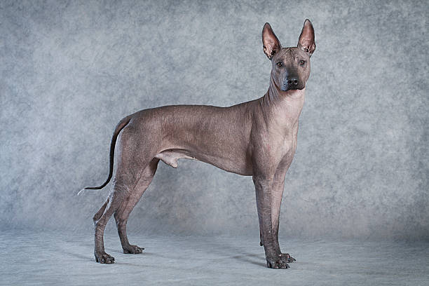 istock Hairless xoloitzcuintle dog 462209573
