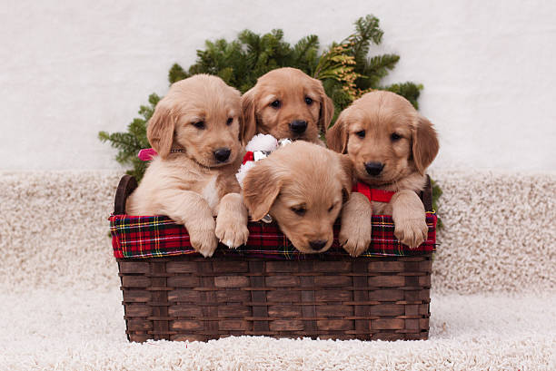 golden retriever puppy in basket