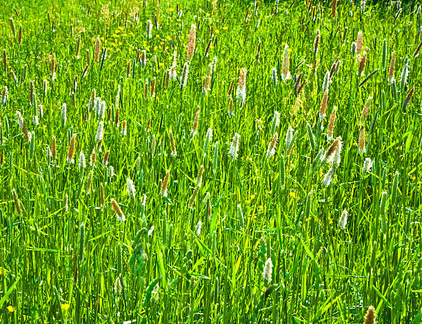 istock green spike of corn in the wind 462211247