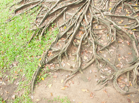 Banyan tree trunk roots in Thailand
