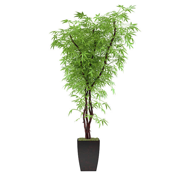 istock plant bush in the pot 462211591