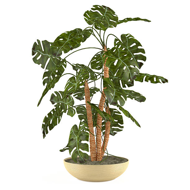 istock Palm plant in the pot 462211595