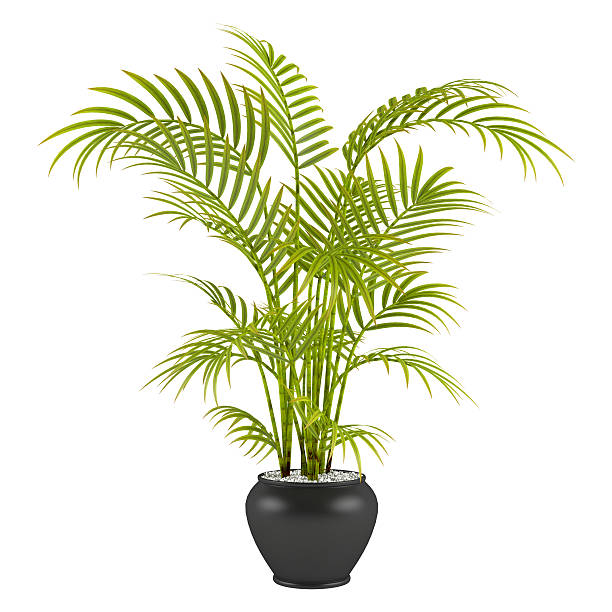 istock Isolated image of a palm in a pot 462211615