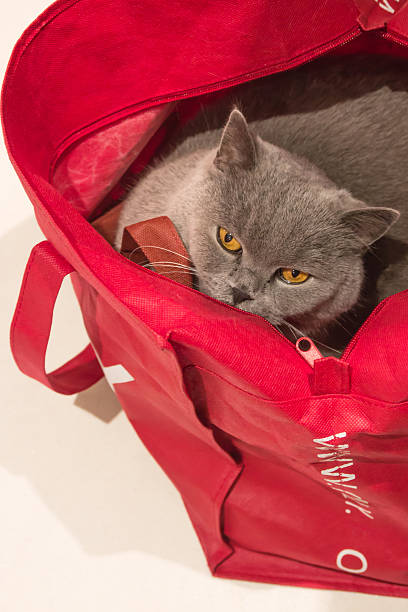 istock Gray british cat with dark yellow eye 462212643