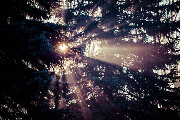 istock Beautiful sunbeams in pine forest, Poland. 462216319