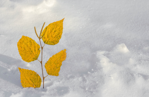 autumn leaves stuck in snowbank in winter.