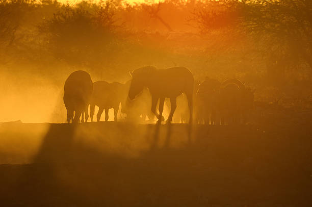 istock Sunset at Okaukeujo, Namibia 4 462219271