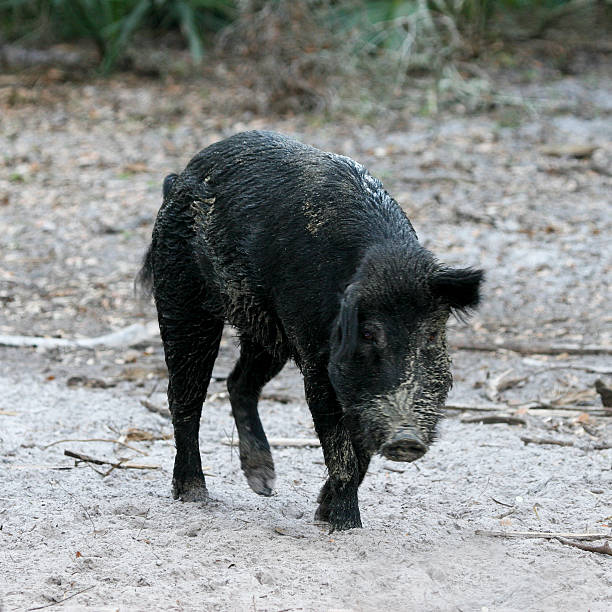 개척시대의 블랙 멧돼지 - domestic pig animals in the wild wild boar hunting 뉴스 사진 이미지