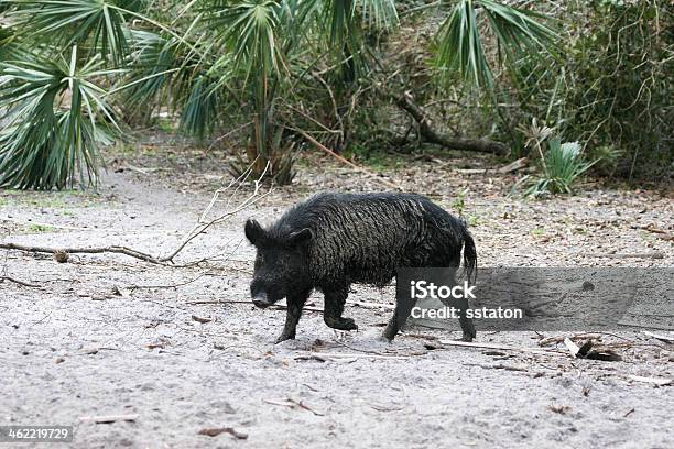 Javali - Fotografias de stock e mais imagens de Animal perdido - Animal perdido, Porco domesticado, Florida - EUA