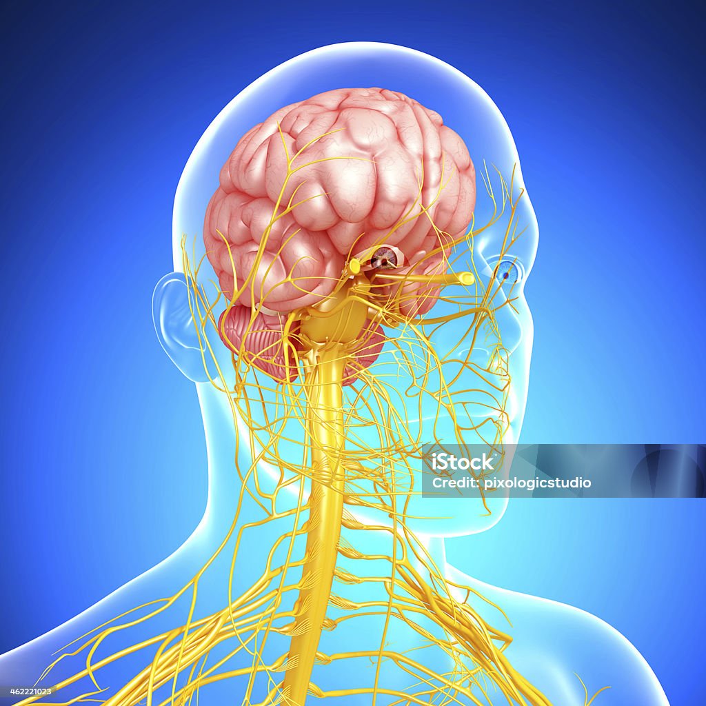 male nervous system Anatomy Stock Photo