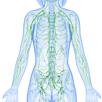 Sistema linfático de mujeres frente con el esqueleto photo