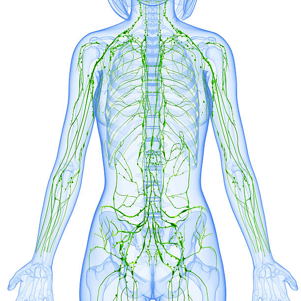 リンパ系のフロントにスケルトン雌 - lymphatic system ストックフォトと画像