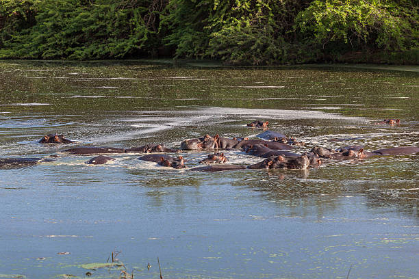 istock Hippopotamus Herd Water Wildlife 462222163