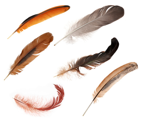 six feathers isolated on white background