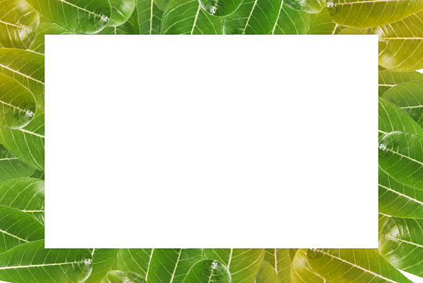 istock Green leaves border over white 462224213