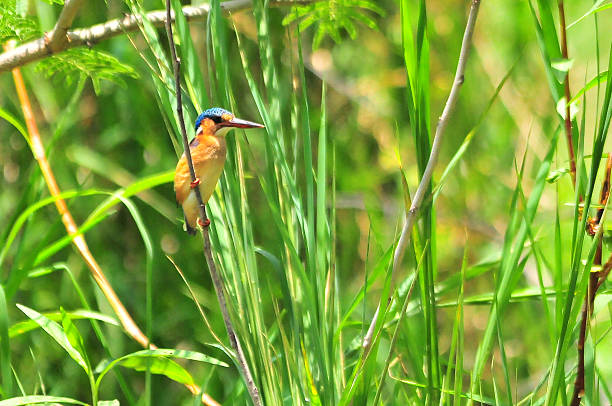 istock Malachite Kingfisher - Alcedo cristata 462226649