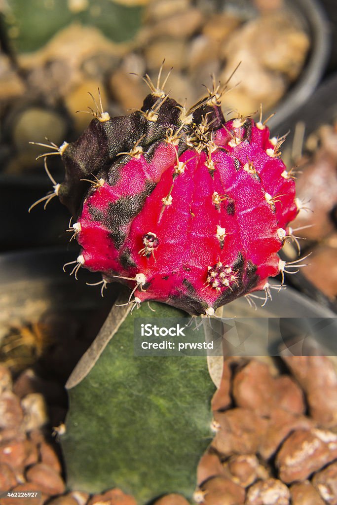 Macro cactus bloom - Foto de stock de Abstracto libre de derechos