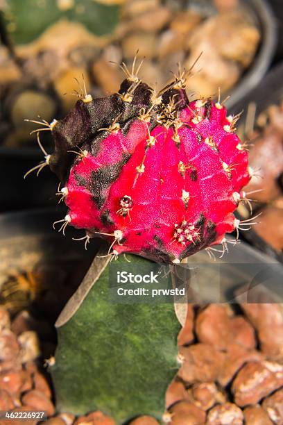 Macro Cactus Bloom Foto de stock y más banco de imágenes de Abstracto - Abstracto, Aire libre, Amarillo - Color