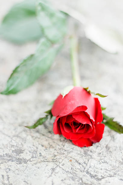 istock beautiful rose on stone background. 462227581