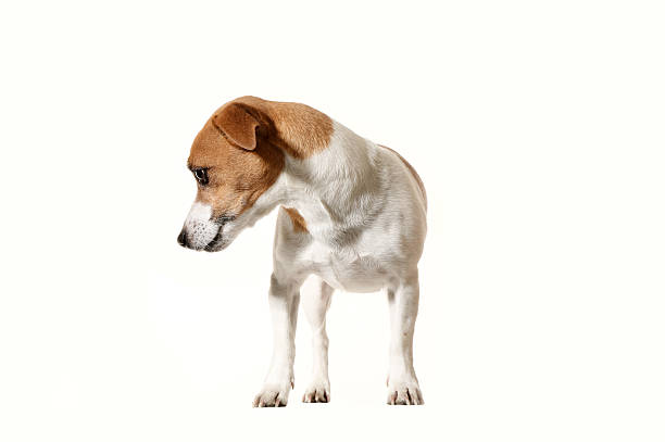 istock Adorable little dog 462227891