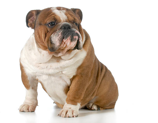 istock english bulldog sitting 462228049