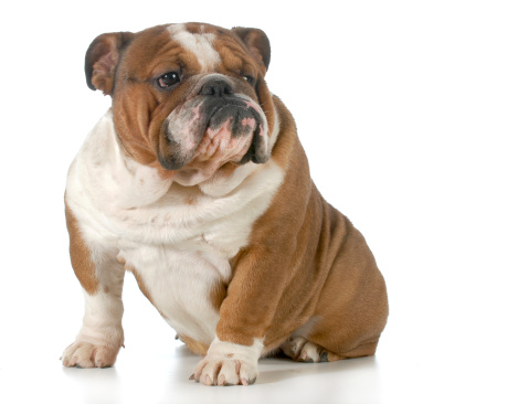 english bulldog sitting looking to the side isolated on white background