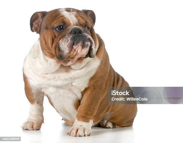 English Bulldog Sitting Stock Photo - Download Image Now - Animal, Animal Themes, Brown