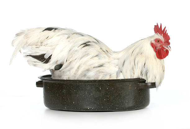 Funny Chicken Soup Stock Photos, Pictures & Royalty-Free Images - iStock Funny Chicken Soup Stock Photos, Pictures & Royalty-Free Images - iStock