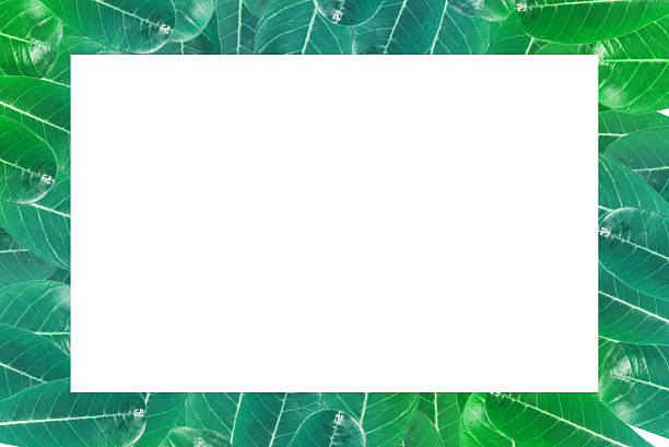 istock Green leaves border over white 462232363