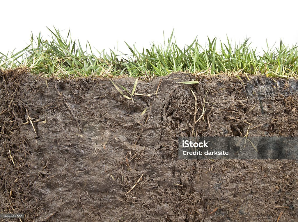section of grass cross section of grass and soil against white background At The Edge Of Stock Photo