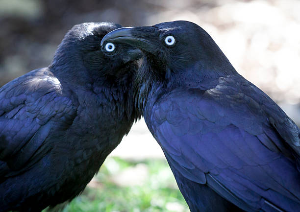 Ravens stock photo