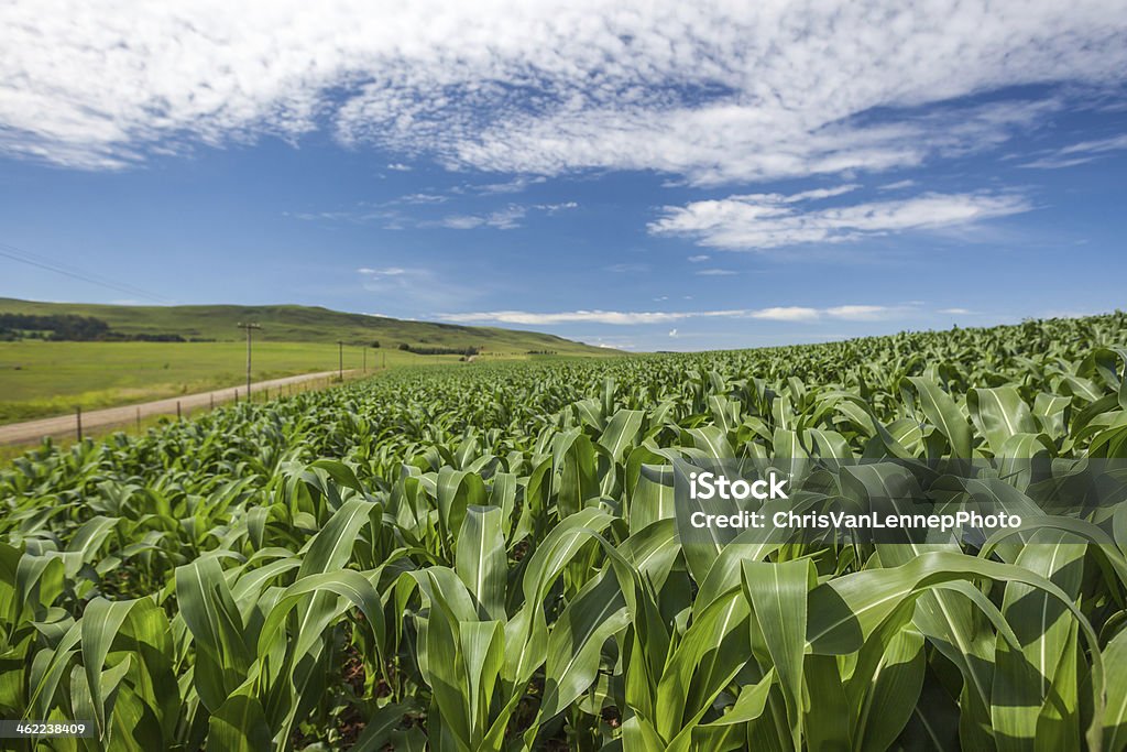 Maize Crops Field Blue Landscape Maize vegetable crop field growing in the mountain countryside landscape Agriculture Stock Photo