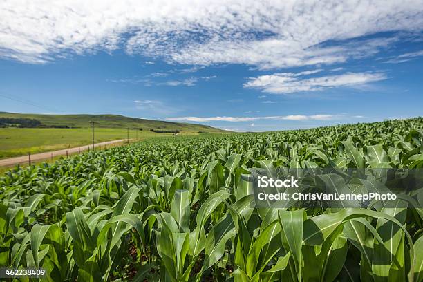 Maize Crops Field Blue Landscape Stock Photo - Download Image Now - Agriculture, Blue, Forest