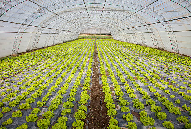 istock cultivation of lettuce 462238845