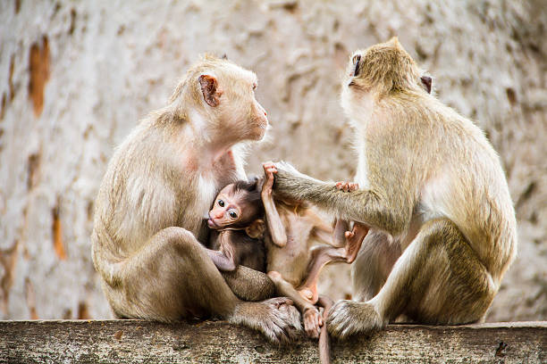 istock Family of monkeys 462239583