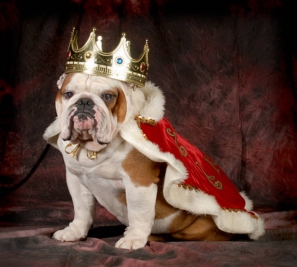 Spoiled bulldog wearing royal crown and cape while sitting spoiled dog - english bulldog dressed up like a king - 4 year old male coronation photos stock pictures, royalty-free photos & images