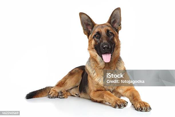 Closeup Picture Of A German Shepherd Dog Stock Photo - Download Image Now - German Shepherd, Lying Down, Portrait