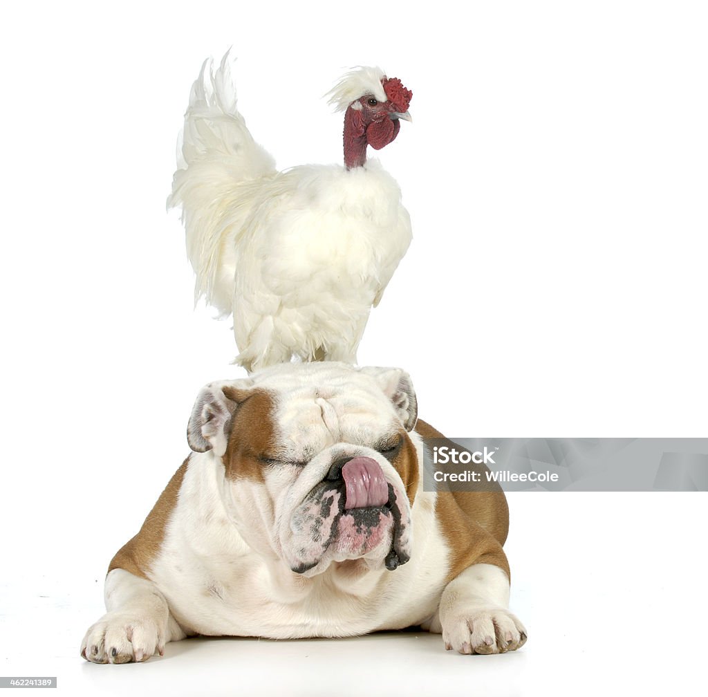 cock and bull cock and bull - english bulldog with a chicken sitting on his head isolated on white background Chicken - Bird Stock Photo