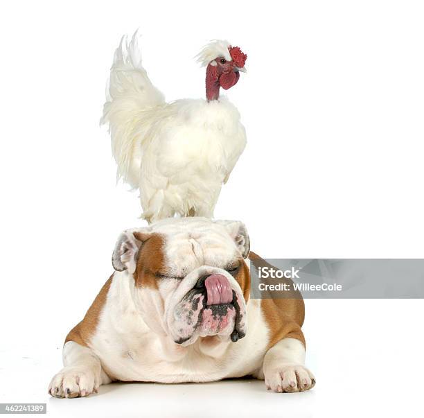 Cock And Bull Stock Photo - Download Image Now - Chicken - Bird, Chicken Meat, Friendship