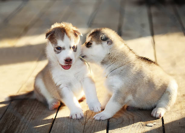 istock two newborn puppy husky 462241861