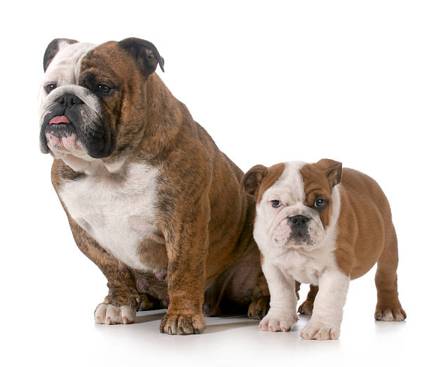 istock dog mother and daughter 462242175
