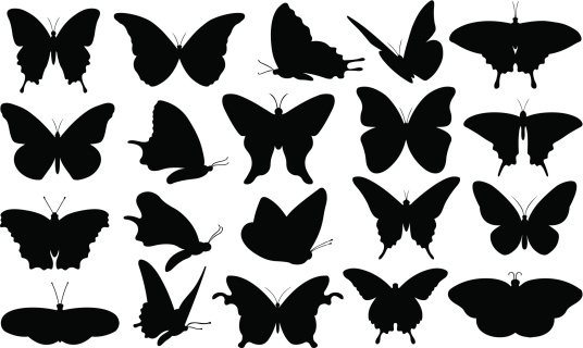 set of different butterflies isolated