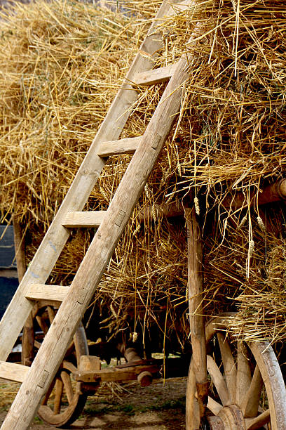 istock Agricultural wagon with stacked straw 462243383