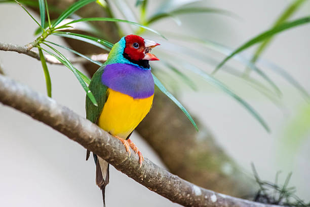 colorido amarelo, vermelho e roxo finch - gouldian finch - fotografias e filmes do acervo